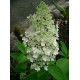 Syyshortensia (Hydrangea paniculata 'Grandiflora')